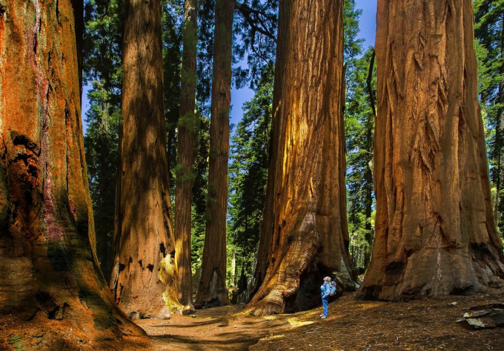 Sequoia NP - Motorhome Trips
