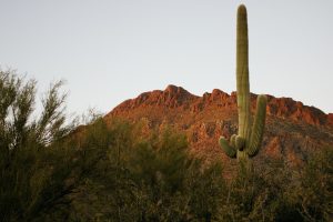 Saguaro National Park_motorhome trips