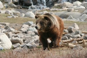 Bear Yellowstonw / MotorhomeTrips